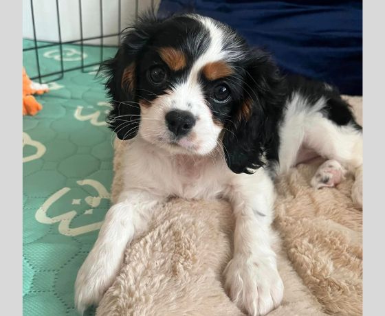 Cavalier King Charles Spaniel